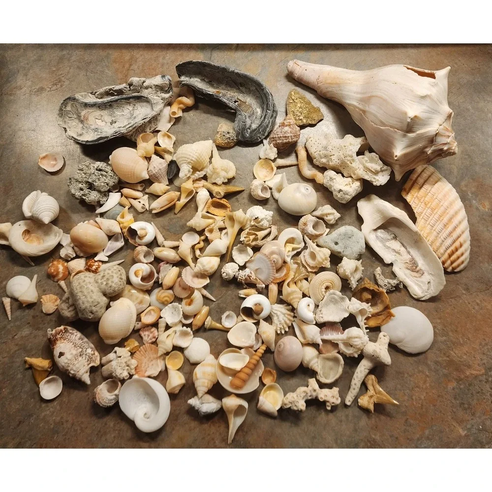 Beautiful Sea Shells Lot- Some Unique & Rare Shark teeth Aquarium Nautical Decor